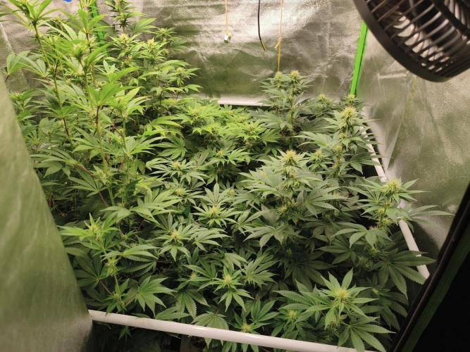 ZAMMIGROW2024. Week 12