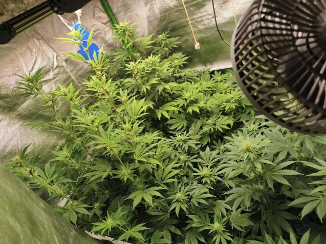 ZAMMIGROW2024. Week 12