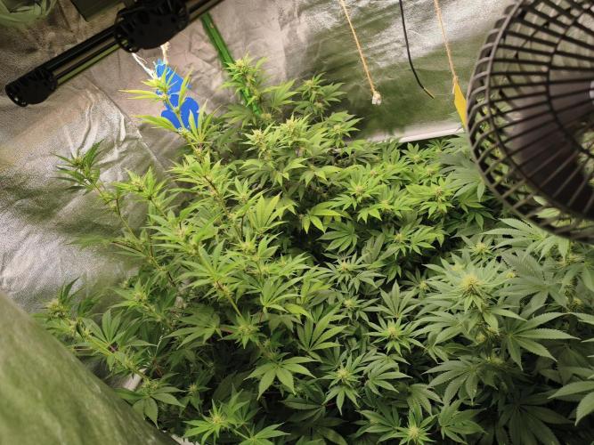 ZAMMIGROW2024. Week 12