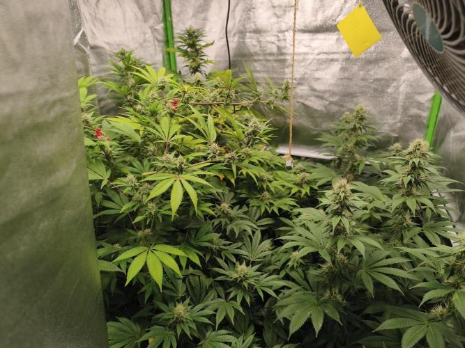 ZAMMIGROW2024. Week 13