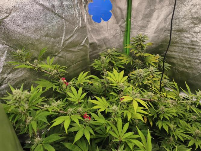 ZAMMIGROW2024. Week 13