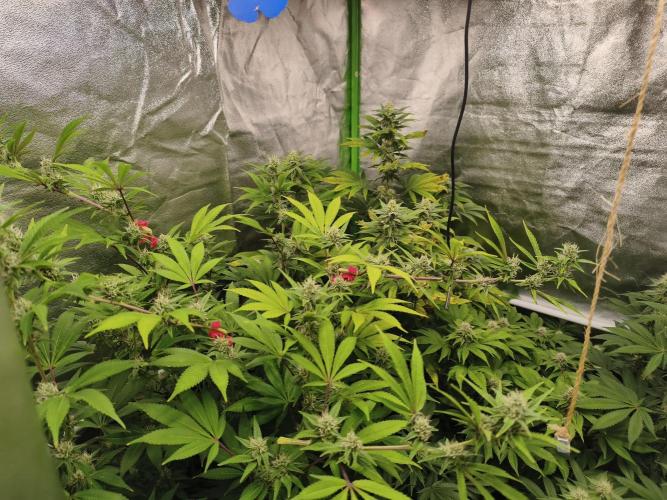 ZAMMIGROW2024. Week 13