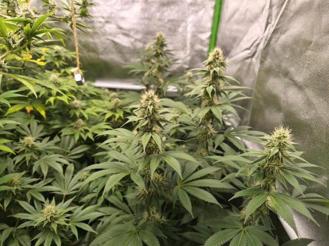 ZAMMIGROW2024. Week 13