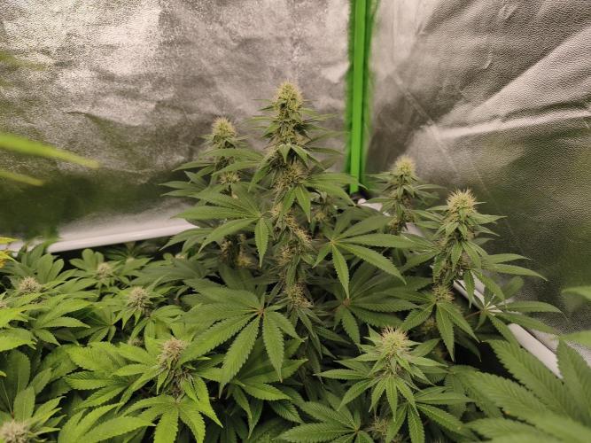 ZAMMIGROW2024. Week 13