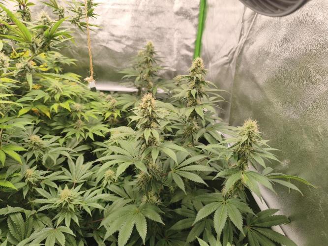 ZAMMIGROW2024. Week 14