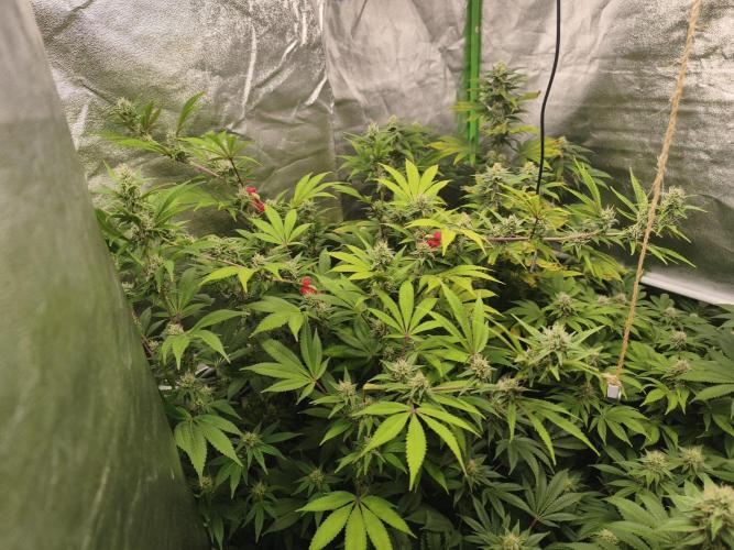 ZAMMIGROW2024. Week 14