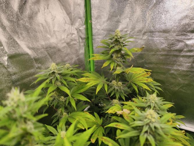 ZAMMIGROW2024. Week 14