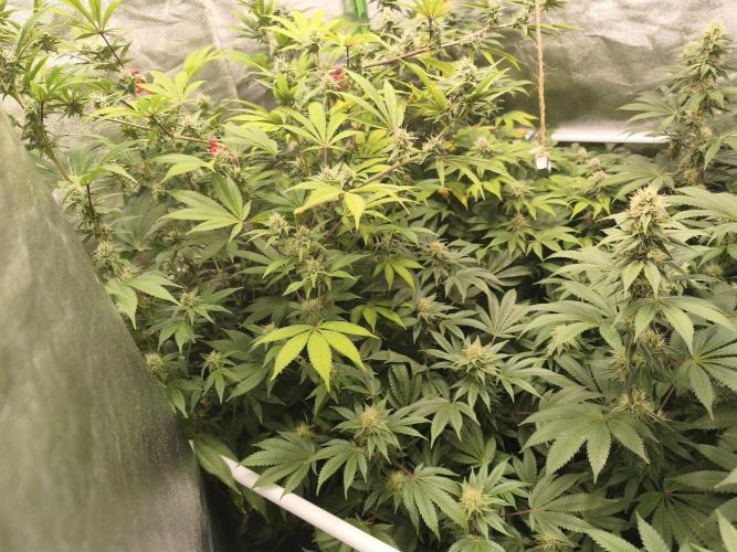 ZAMMIGROW2024. Week 14