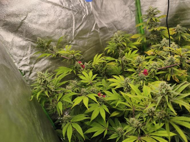 ZAMMIGROW2024. Week 14
