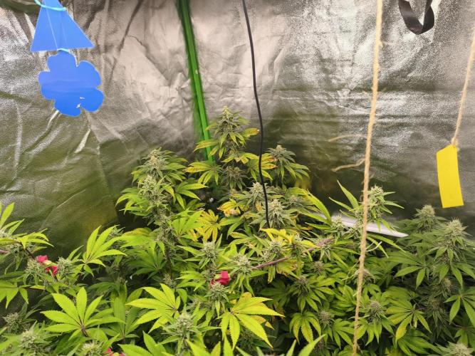 ZAMMIGROW2024. Week 14