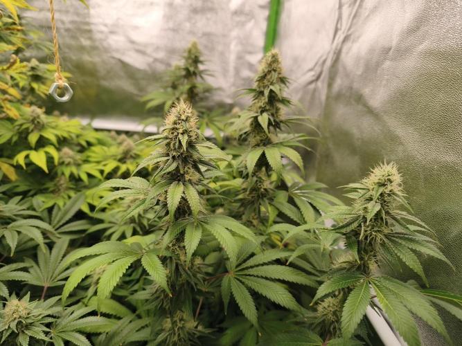 ZAMMIGROW2024. Week 14