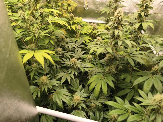 ZAMMIGROW2024. Week 14
