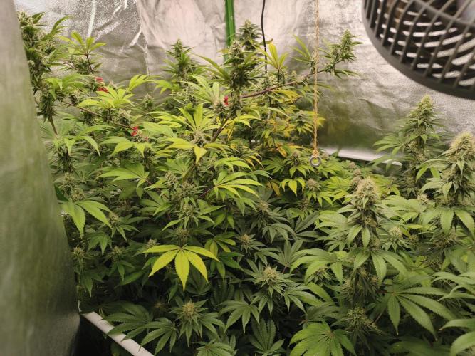 ZAMMIGROW2024. Week 14