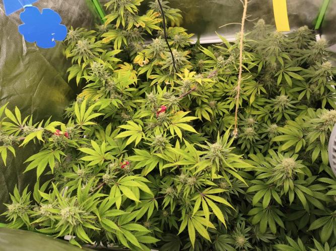 ZAMMIGROW2024. Week 14