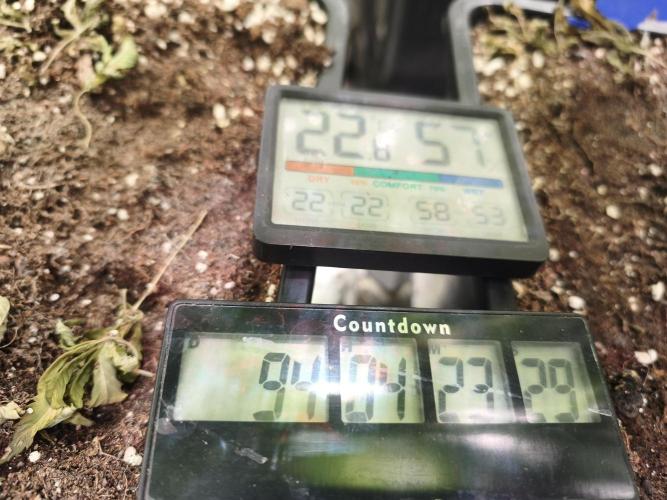 ZAMMIGROW2024. Week 14