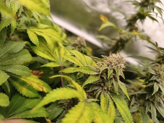 ZAMMIGROW2024. Week 15 - kurz vor der ernte