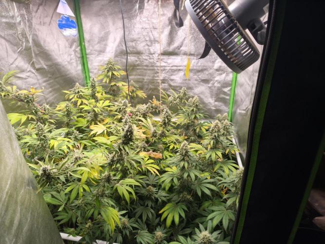 ZAMMIGROW2024. Week 15