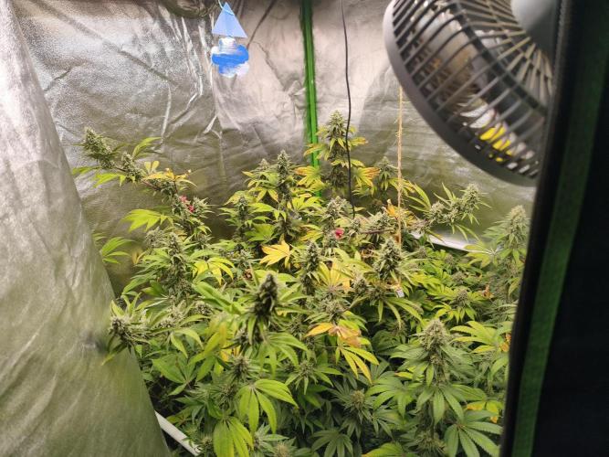 ZAMMIGROW2024. Week 15