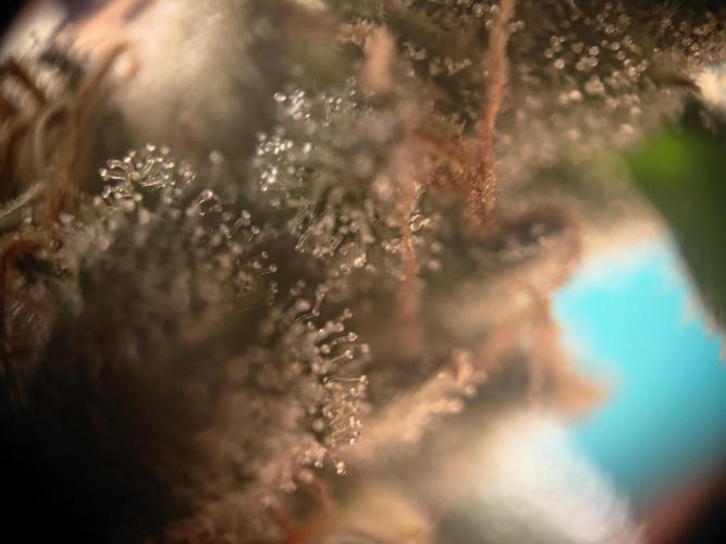 ZAMMIGROW2024. Week 15