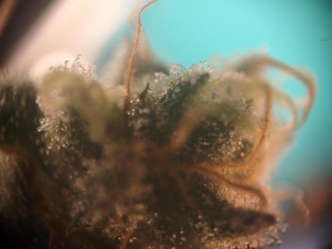 ZAMMIGROW2024. Week 15
