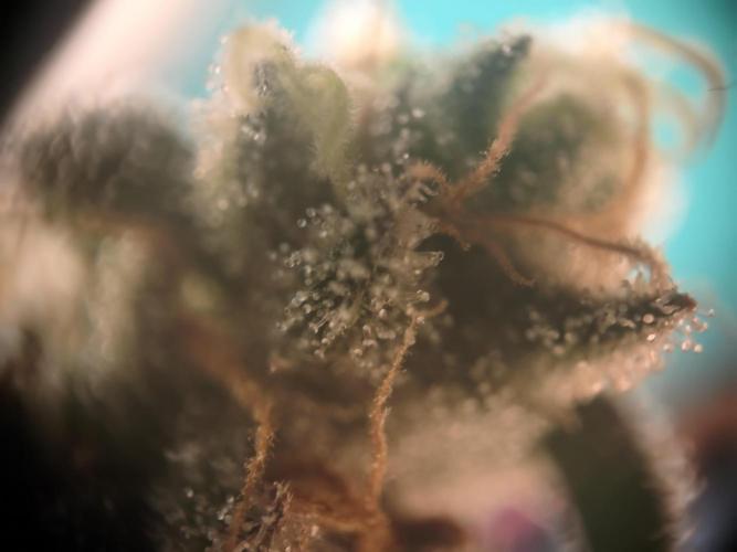ZAMMIGROW2024. Week 15