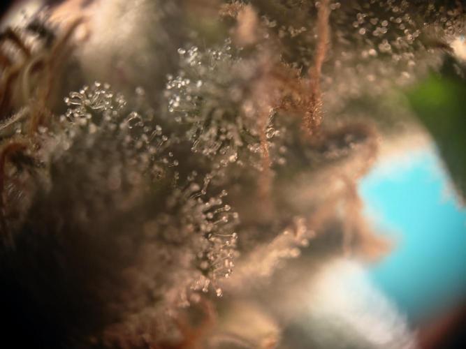 ZAMMIGROW2024. Week 15