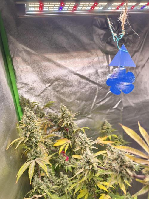 ZAMMIGROW2024. Week 16
