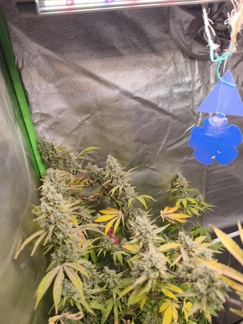 ZAMMIGROW2024. Week 16