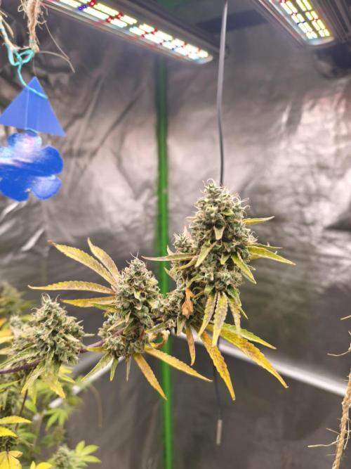 ZAMMIGROW2024. Week 16