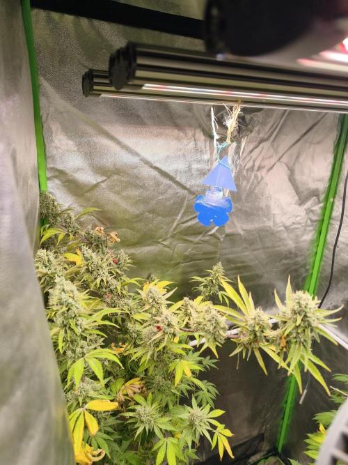 ZAMMIGROW2024. Week 16