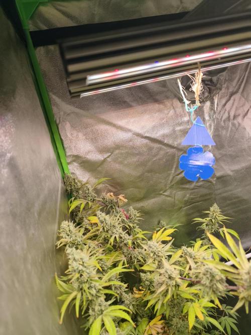 ZAMMIGROW2024. Week 16