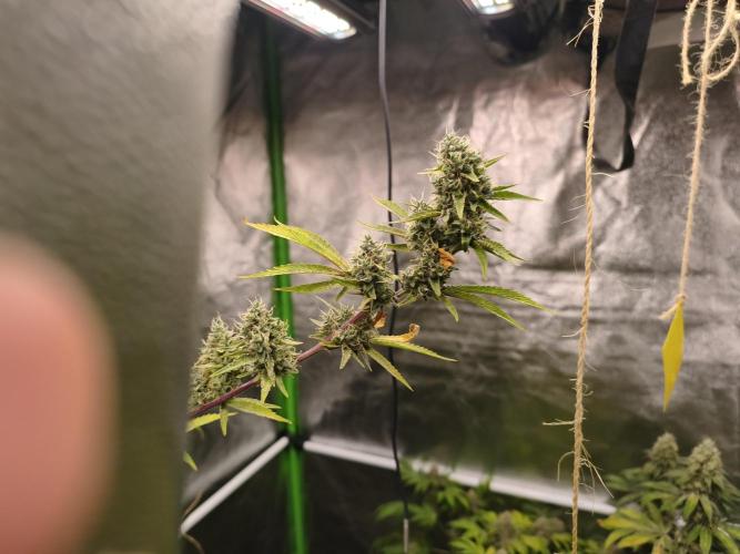 ZAMMIGROW2024. Week 16