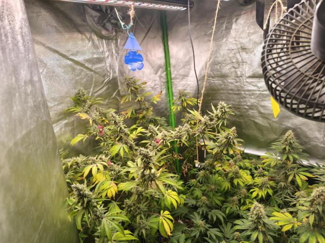 ZAMMIGROW2024. Week 16