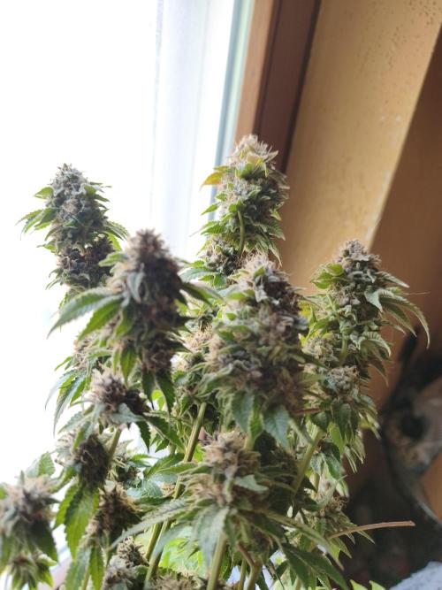 ZAMMIGROW2024. Week 17 - nomnomnom