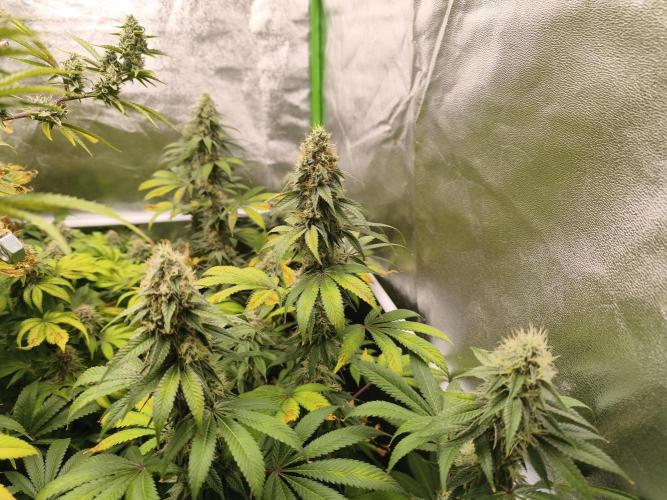 ZAMMIGROW2024. Week 17