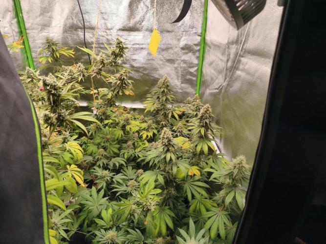 ZAMMIGROW2024. Week 17