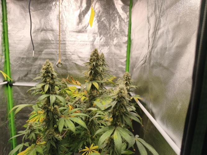 ZAMMIGROW2024. Week 17