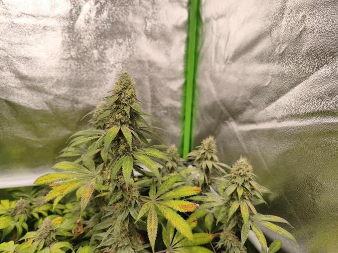 ZAMMIGROW2024. Week 17