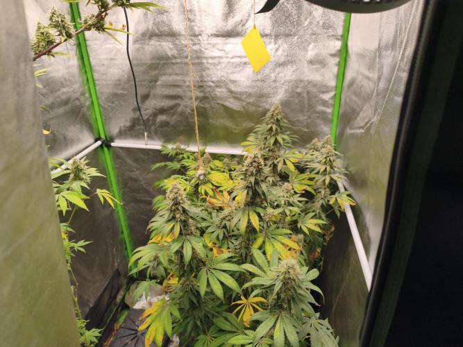 ZAMMIGROW2024. Week 17