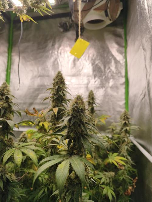 ZAMMIGROW2024. Week 17