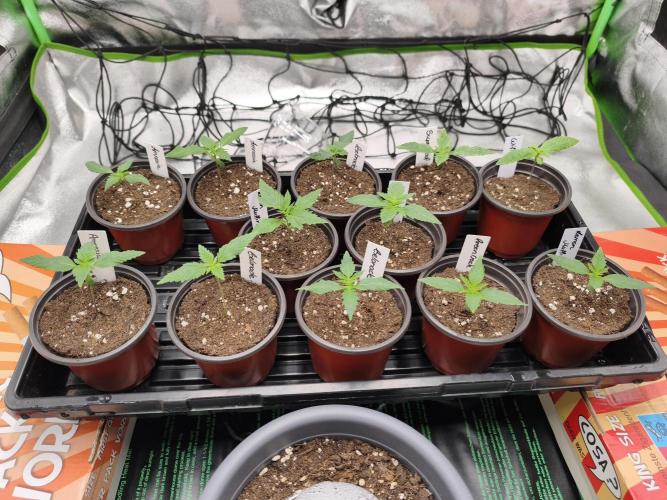 Big Mainline Project. Week 2