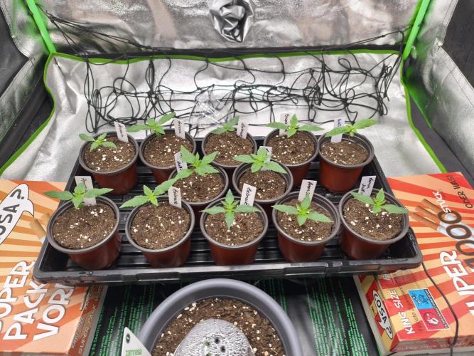 Big Mainline Project. Week 2