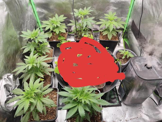 Big Mainline Project. Week 5