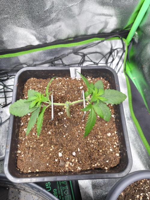 Big Mainline Project. Week 5