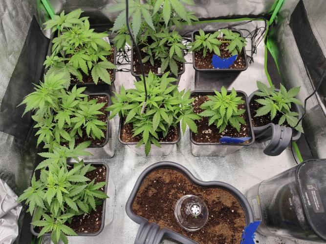 Big Mainline Project. Week 6