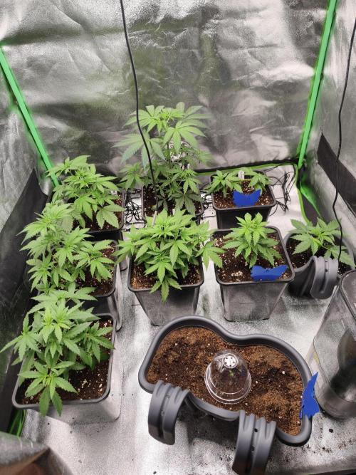 Big Mainline Project. Week 6