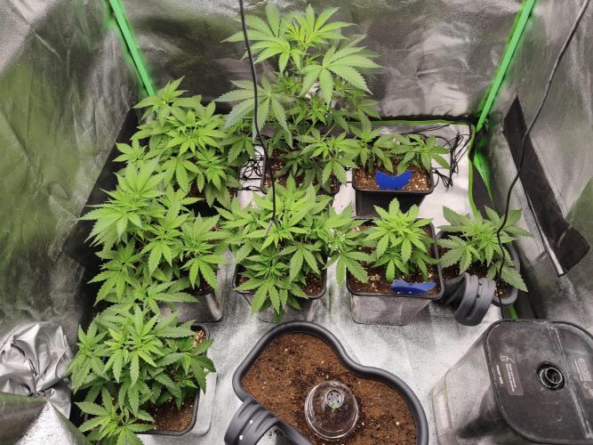 Big Mainline Project. Week 6