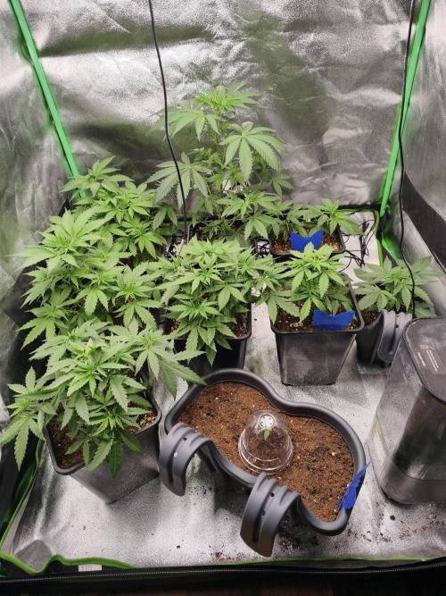 Big Mainline Project. Week 6