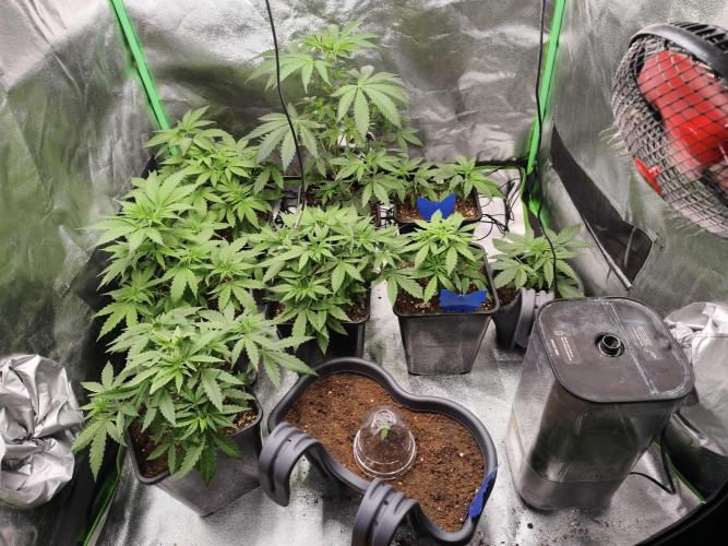 Big Mainline Project. Week 6