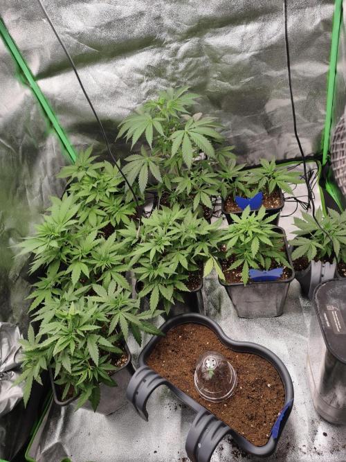 Big Mainline Project. Week 6